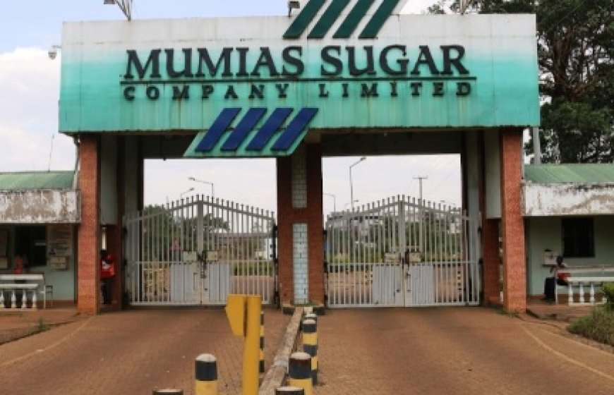 Mumias Sugar Company Enhances the Deal: Offering Prompt Payment of 6,050 per Tonne to Sugarcane  Farmers