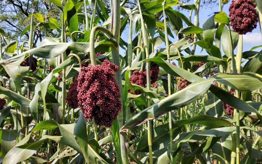 Climate-Adaptive Crop Varieties is the Key Strategy for Resilient Agriculture.                                                           