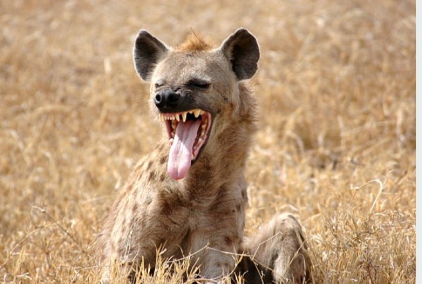 Multimedia University Students Protest Hyena Attacks, Paralyze Magadi Road, Urgently Call for KWS Action