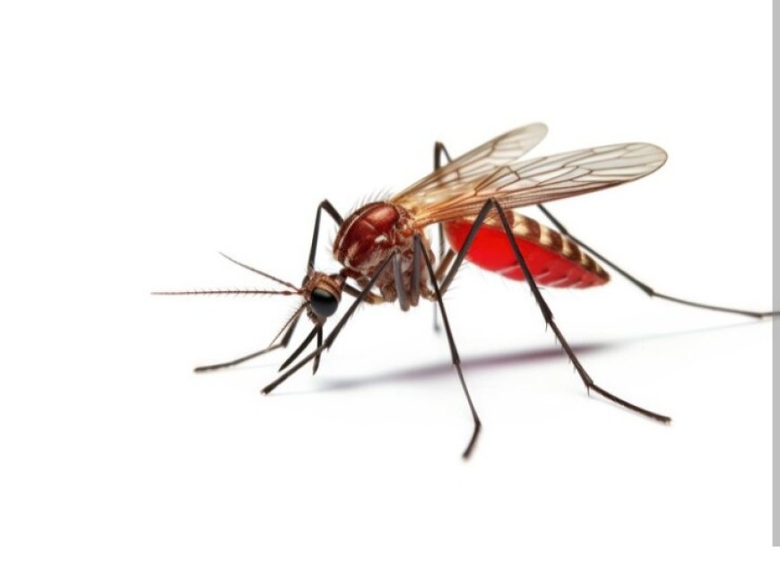 Climate Change Escalates the Spread of Malaria 