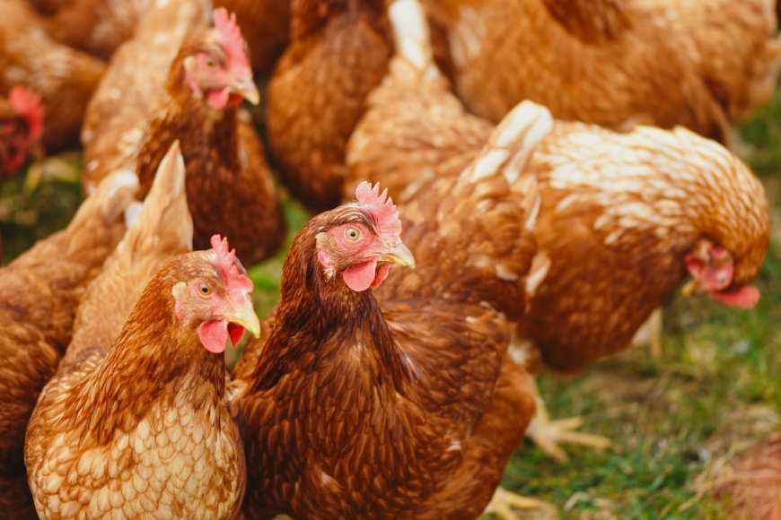 Chicken Farming Mistakes: What Farmers Do Wrong and Simple Ways to Fix Them for Better Success