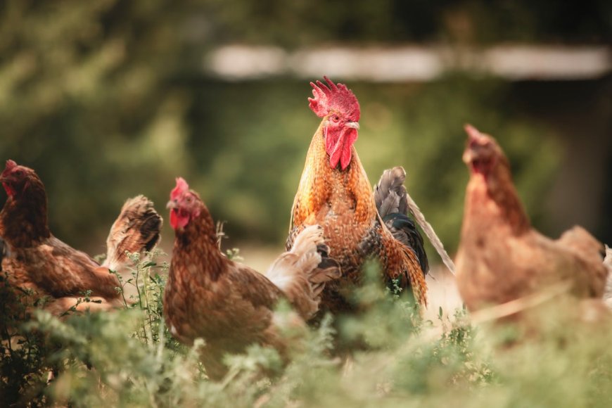 Top 5 Poultry Farming Strategies for High Returns in 2025 (Plus Key Mistakes to Avoid)